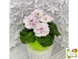 ВаТ-Соло Анфисы (Т. Валькова) 2021 г.