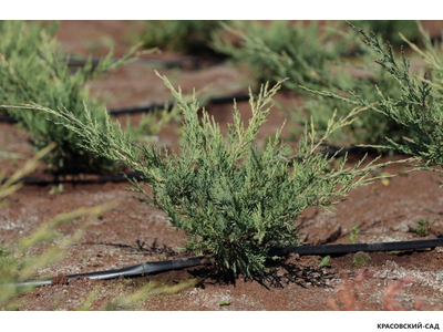 Можжевельник Виргинский Хетц - Virginiana Hetz