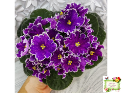 АВ-Просто Космос (Фиалковод) 2019 г.