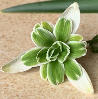 Galanthus  &quot;Blewbury Tart&quot;