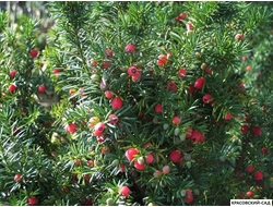 Тис средний Хиксии - Hicksii