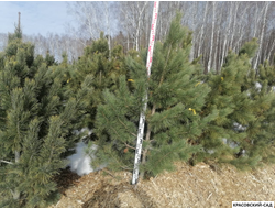 Кедр - фото в питомнике 3 - красовский-сад.рф