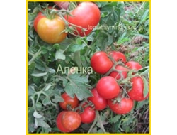 Томат Аленка