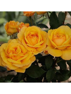 Гуд эс Голд (Good as Gold)