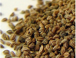 Сельдерей (Apium graveolens) семена 5 мл - 100% натуральное эфирное масло