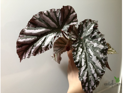 Бегония Down Home