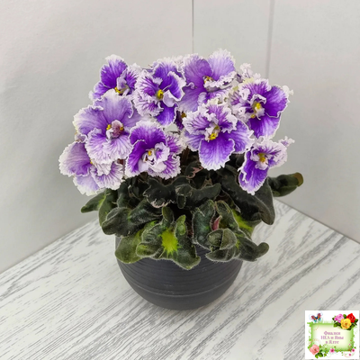 Н-Тет-а-Тет (Н. Бердникова) 2019 г. (лист укоренённый с деткой)