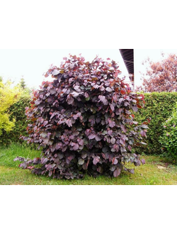 Лещина крупная Purpurea