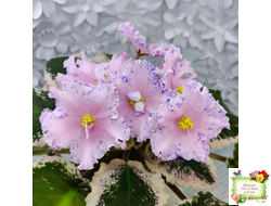 НД-Хоровод  (Н.Данилова-Суворова) 2021 г.