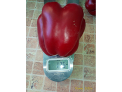 Перец сладкий Большая Берта (Big Bertha)