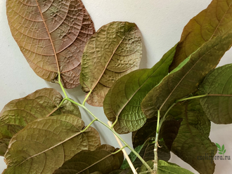 Ficus aspera cannonii / Фикус Аспера Канони