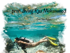 Professional diving on Ras Mohammed and White Island from Sharm El Sheikh