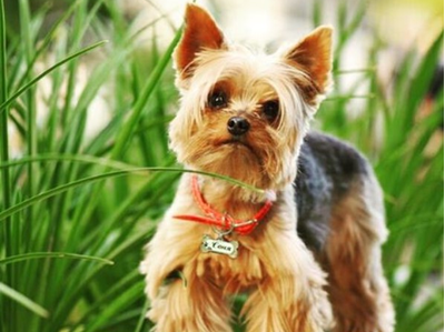 заготовки для брелков, адресники для собак, фурнитура для бижутерии, рукоделие, своими руками