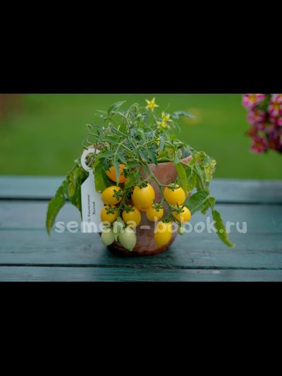 Микро томат  Funnyplums Yellow (Фанниплюмс Желтый), 7 шт