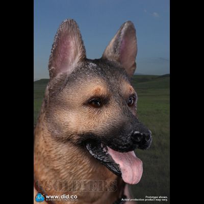 Немецкая овчарка (Служебная собака) - Коллекционная ФИГУРКА 1/6 scale German Shepherd (AS003) - DID