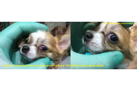 Офтальмология