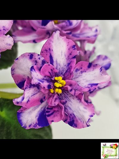 МК-Ветер Перемен Люкс химера (пасынок укоренённый из цветоноса)