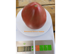 Томат Японское бычье сердце (Japanese Oxheart)
