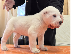 Сука 6. РЕЙНИРА. Продается