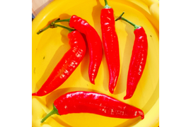 сладкий перец Тутак