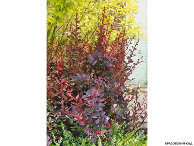 Барбарис Суперба - Superba