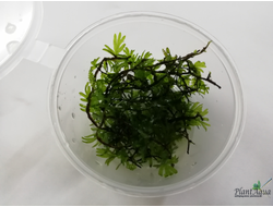 Папоротник Crepidomanes Wasabi