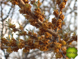 Облепиха мужская "Гном" саженец 50 см