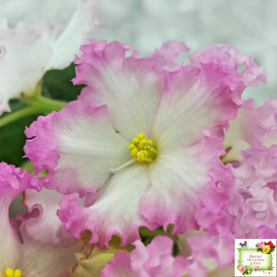 Nik-Обыкновенная Богиня (Н. Булко) 2023 г.