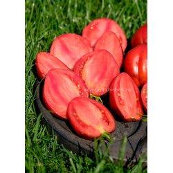 Томат Бронзовые Носики Сержанта Пеппера, 10 шт