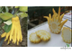 Цитрон «Рука Будды» / Citrus medica ‘ Buddha’s  hand’