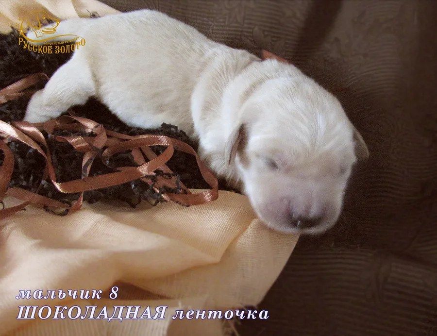 УЖЕ в НОВОМ ДОМЕ = Мальчик ШОКОЛАДНАЯ ленточка, 5 дней. ДР 28.01.20. 