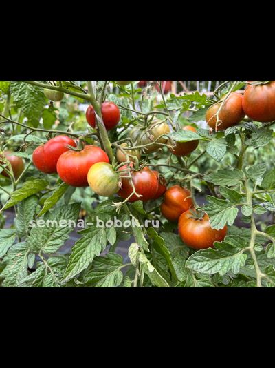 Томат Dwarf Kookaburra Cackle (Гном Смех Кукабарры), 10 шт