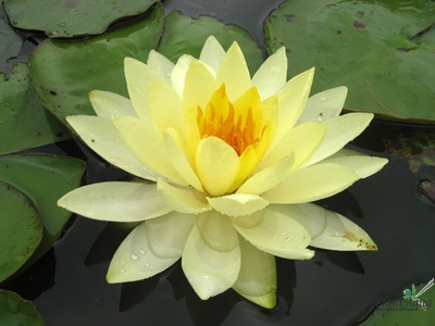 Нимфея Йелоу Сенсэйшн