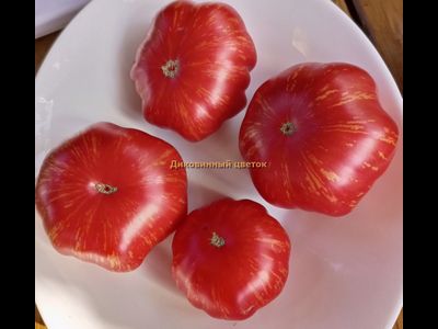 Томат Диковинный цветок розовый