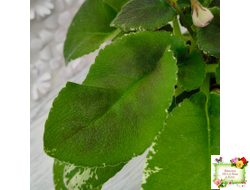 LV-Птичка, Лети! (Л. Шевелева) (лист посажен 21.10.25)