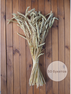 ПШЕНИЦА МОНЕ (триктикум) 50ШТ