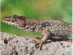 Белобрюхая ящерица (Darevskiaunisexualis)