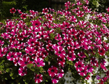 Cascadias Bicolor Cabernet (А42)
