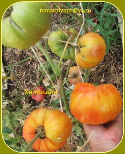 Томат Деревенский (HILBILLY)