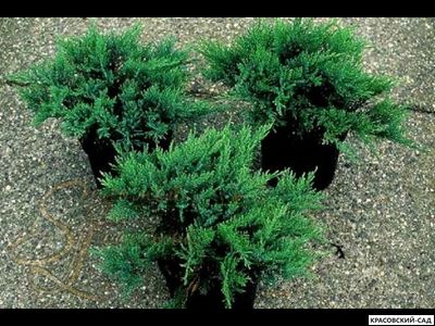 Можжевельник казацкий Там Ноу Блайт - Tam No Blight