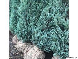 Можжевельник Моффат Блю - Moffat Blue