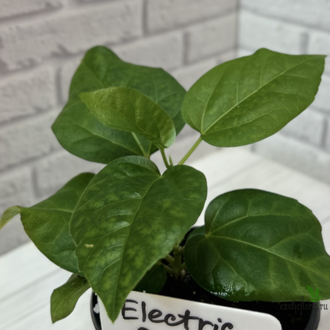 Гибискус  Electric orange