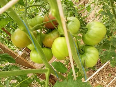 Томат Париж (Paris)