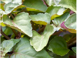 Пачули темное (Pogostemon patchouli) Индия, лист (5 мл) - 100% натуральное эфирное масло