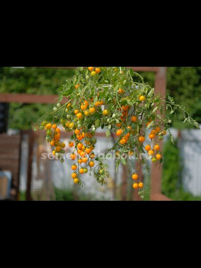 Tumbling Tom Yellow (Том Акробат Желтый), 10 шт