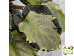 Harmony's Little Stinker-2 (Harmony) листовая химера