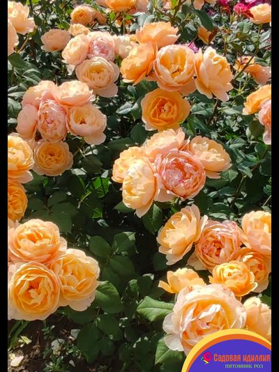 Роальд Даль (Roald Dahl)