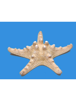 Сухой препарат "Звезда морская"