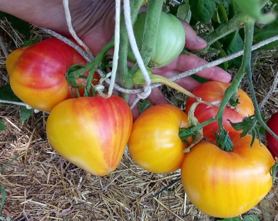 Томат Сердце абрикосовой зебры  (Coeur de Zebre apricot, Heart of Zebre Apricot)