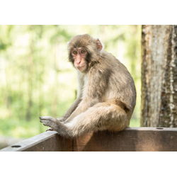 D0427 Обезьянка